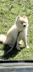 Lost Male Dog last seen Maverick , Benton, AR 72015