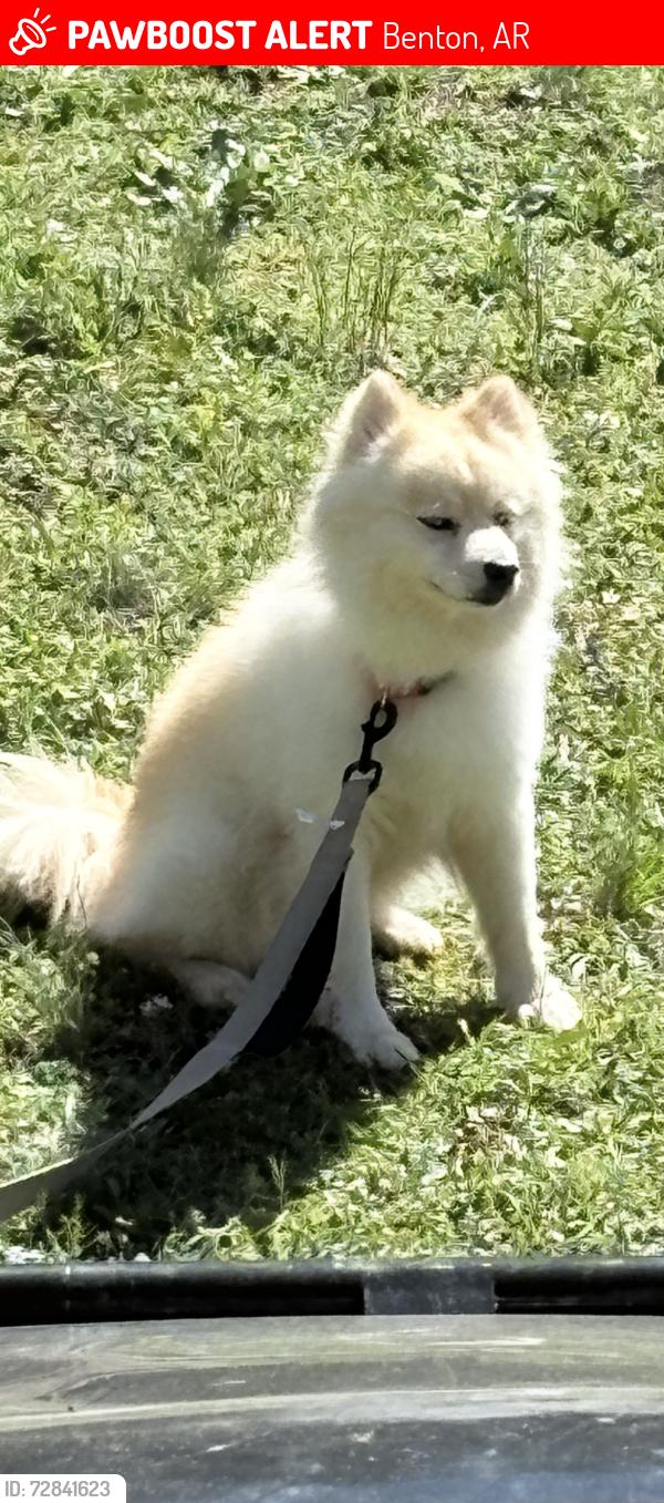 Lost Male Dog last seen Maverick , Benton, AR 72015
