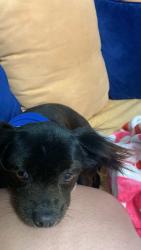 Lost Male Dog last seen Vejar st Pomona , Pomona, CA 91799