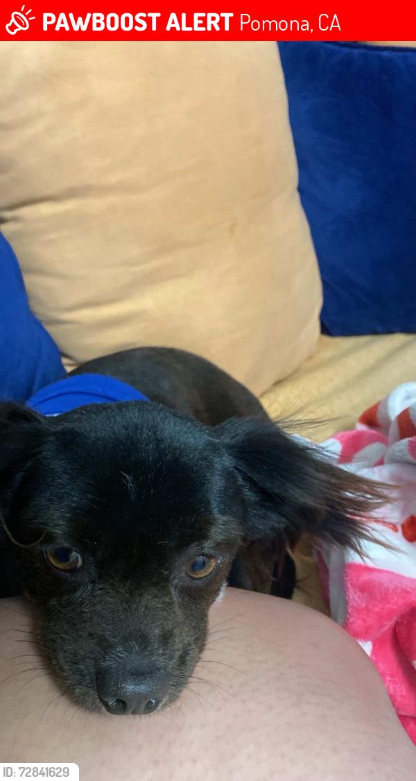 Lost Male Dog last seen Vejar st Pomona , Pomona, CA 91799