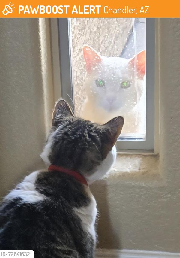Found/Stray Unknown Cat last seen Whitten and Marie, Chandler, AZ 85246