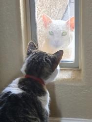 Found/Stray Unknown Cat last seen Whitten and Marie, Chandler, AZ 85246