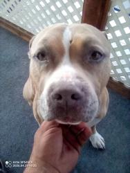 Lost Male Dog last seen Clayton road concord California , Concord, CA 94520