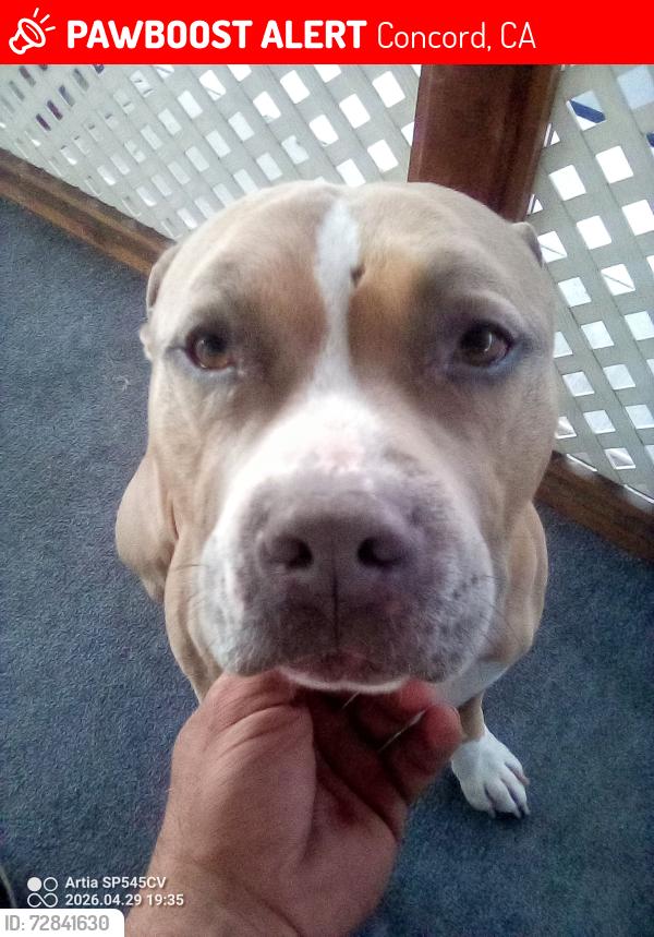 Lost Male Dog last seen Clayton road concord California , Concord, CA 94520