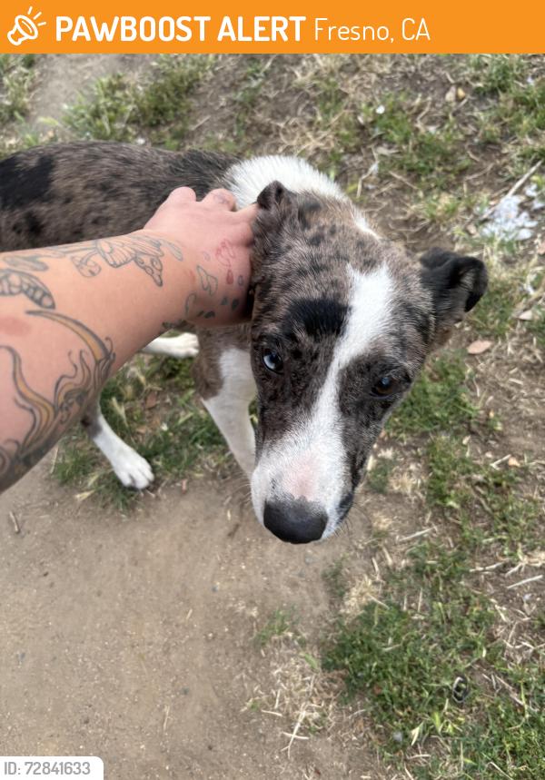 Found/Stray Male Dog last seen Found by Holmes park with Tennis ball in his mouth , Fresno, CA 93721