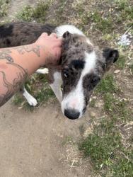 Found/Stray Male Dog last seen Found by Holmes park with Tennis ball in his mouth , Fresno, CA 93721