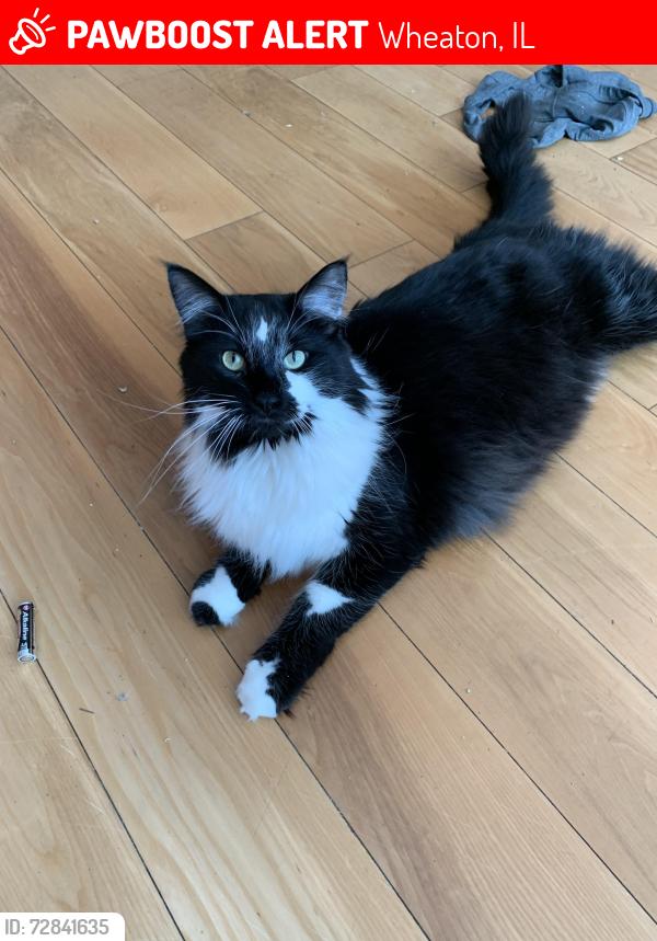 Lost Male Cat last seen Campbell Ave in Wheaton , Wheaton, IL 60189