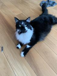 Lost Male Cat last seen Campbell Ave in Wheaton , Wheaton, IL 60189