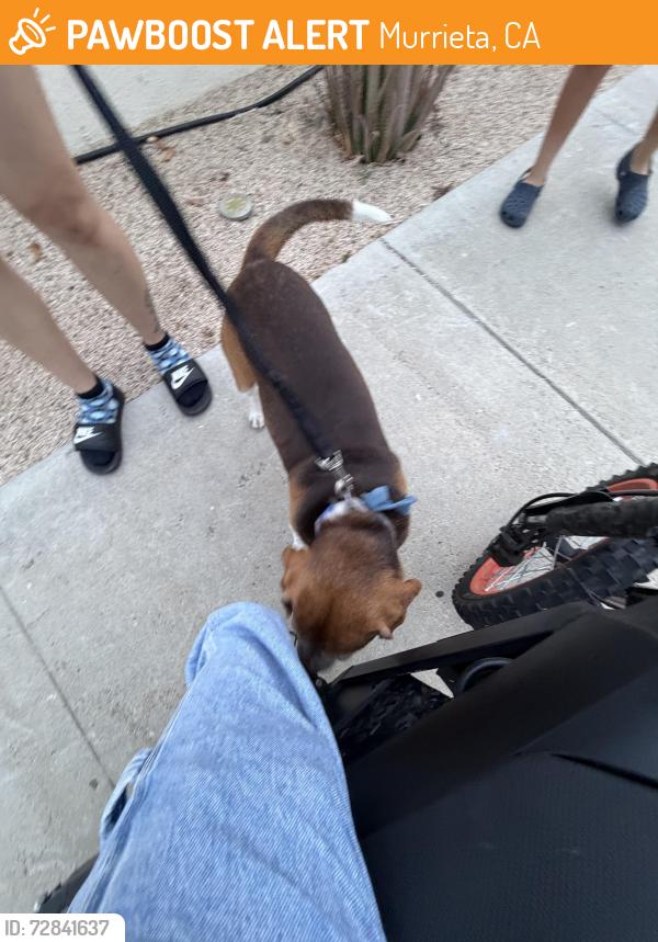 Found/Stray Unknown Dog last seen Near Ranchwood dr, Murrieta, CA 92563