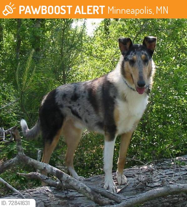 Found/Stray Male Dog last seen Near 73rd Ave NE, Fridley, MN 55432, Minneapolis, MN 55432
