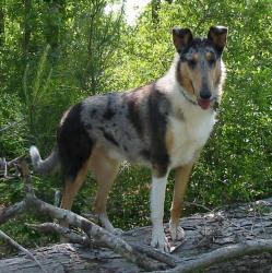 Found/Stray Male Dog last seen Near 73rd Ave NE, Fridley, MN 55432, Minneapolis, MN 55432