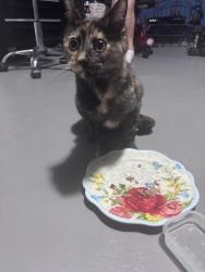 Found/Stray Female Cat last seen Marvida subdivision, Cypress, TX 77433