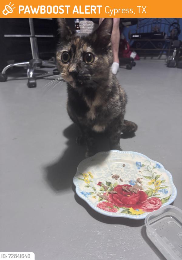 Found/Stray Female Cat last seen Marvida subdivision, Cypress, TX 77433