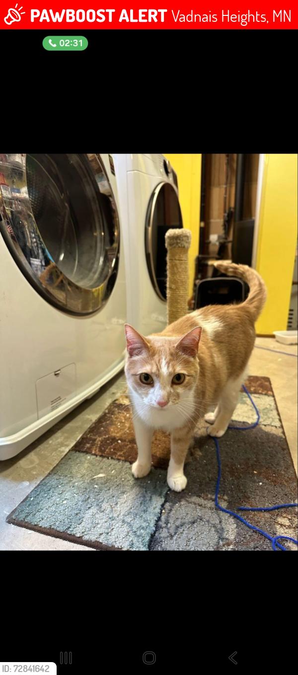 Lost Female Cat last seen Willow grove , Vadnais Heights, MN 55127
