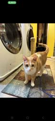 Lost Female Cat last seen Willow grove , Vadnais Heights, MN 55127