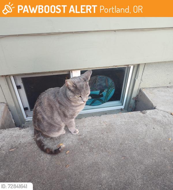 Found/Stray Female Cat last seen Near SE Powell Court , Portland, OR 97266