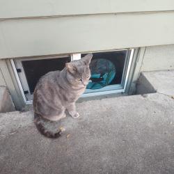 Found/Stray Female Cat last seen Near SE Powell Court , Portland, OR 97266