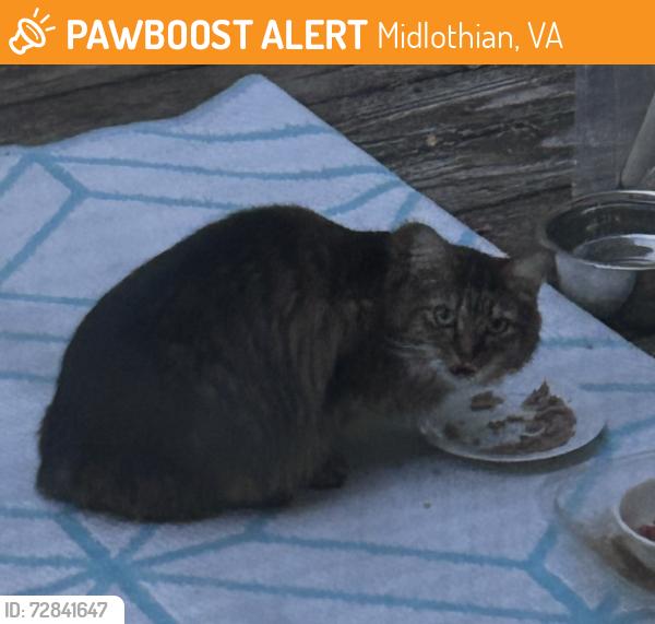 Found/Stray Unknown Cat last seen Lucks Ln, Midlothian 23114, Midlothian, VA 23114