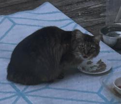 Found/Stray Unknown Cat last seen Lucks Ln, Midlothian 23114, Midlothian, VA 23114