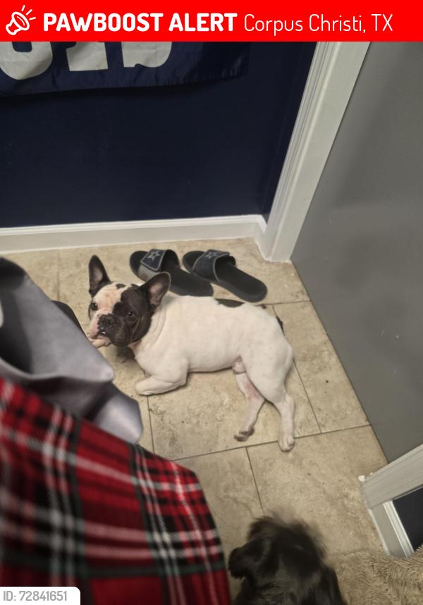 Lost Male Dog last seen Violet and I-37 , Corpus Christi, TX 78410