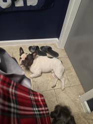 Lost Male Dog last seen Violet and I-37 , Corpus Christi, TX 78410