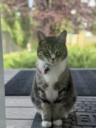 Lost Female Cat last seen Terwillegar - seen on front porch of , Edmonton, AB T6R 0S6