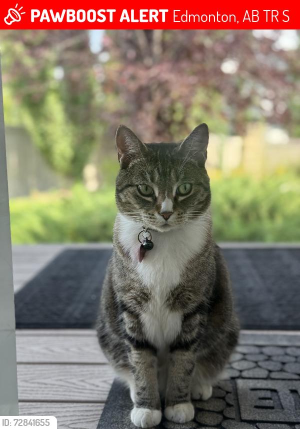 Lost Female Cat last seen Terwillegar - seen on front porch of, Edmonton, AB T6R 0S6