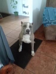 Lost Male Dog last seen 42nd ,Andrew's hwy,Dixie , Odessa, TX 79762