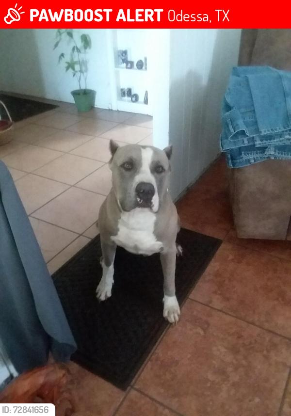 Lost Male Dog last seen 42nd ,Andrew's hwy,Dixie , Odessa, TX 79762