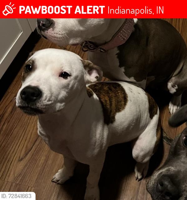 Lost Female Dog last seen 48th kessler, Indianapolis, IN 46228