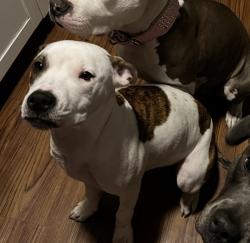 Lost Female Dog last seen 48th kessler, Indianapolis, IN 46228