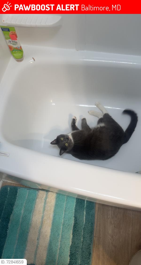 Lost Male Cat last seen Twin circle way and mcdowell, Baltimore, MD 21227