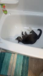 Lost Male Cat last seen Twin circle way and mcdowell, Baltimore, MD 21227