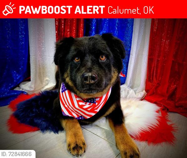 Lost Male Dog last seen Darlington Rd and N Heaston Rd, Calumet, OK 73014