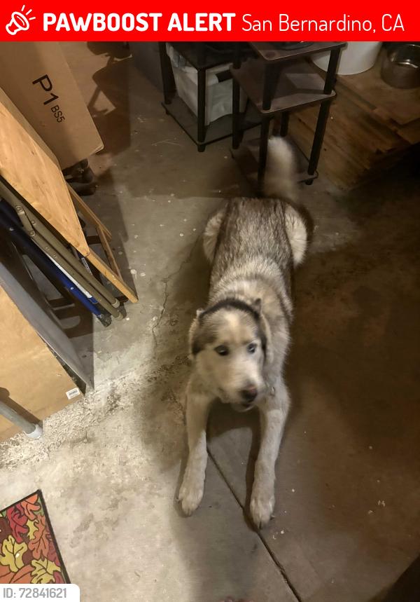 Lost Male Dog last seen 6th an Del Rosa. indian springs high school, San Bernardino, CA 92404