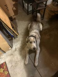 Lost Male Dog last seen 6th an Del Rosa.   indian springs high school, San Bernardino, CA 92404