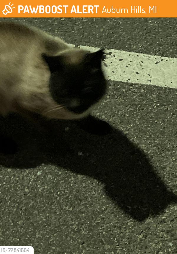 Found/Stray Unknown Cat last seen McDonald’s parking lot, Auburn Hills, MI 48326