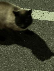 Found/Stray Unknown Cat last seen McDonald’s parking lot, Auburn Hills, MI 48326