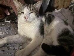 Lost Male Cat last seen Reavis Rd, Davie County, NC 27055