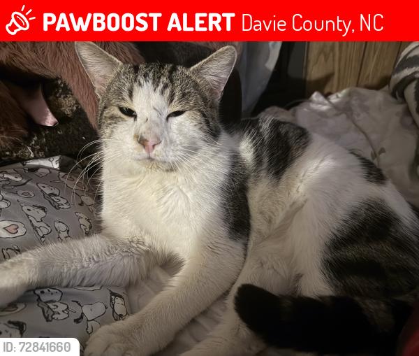 Lost Male Cat last seen Reavis Rd, Davie County, NC 27055