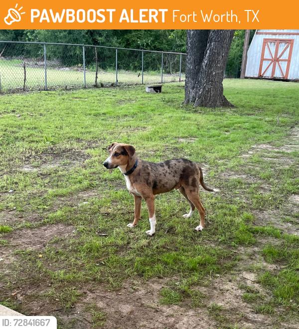 Found/Stray Male Dog last seen Near Nine Mile Bridge Road, Fort Worth, TX 76135