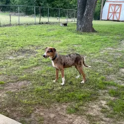 Found/Stray Male Dog last seen Near Nine Mile Bridge Road, Fort Worth, TX 76135