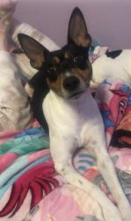 Reunited Male Dog last seen E Pine Hill Drive , Livingston, TX 77351