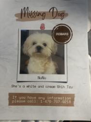 Lost Female Dog last seen Hamilton ave, Columbus, OH 43211
