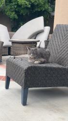 Lost Female Cat last seen Rossmoor, Kempton Dr, Los Alamitos, CA 90720