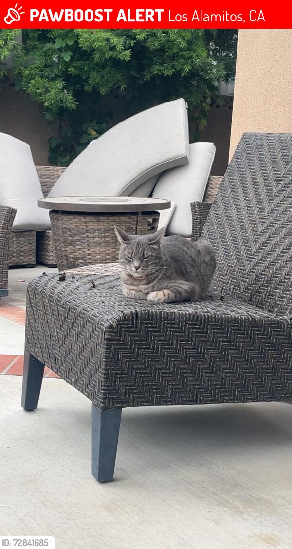 Lost Female Cat last seen Rossmoor, Kempton Dr, Los Alamitos, CA 90720