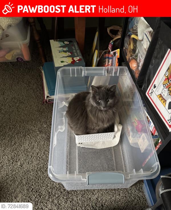 Lost Female Cat last seen Hidden Meadow off of Hill Avenue, Holland, OH 43528