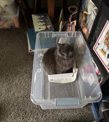 Lost Female Cat last seen Hidden Meadow off of Hill Avenue, Holland, OH 43528