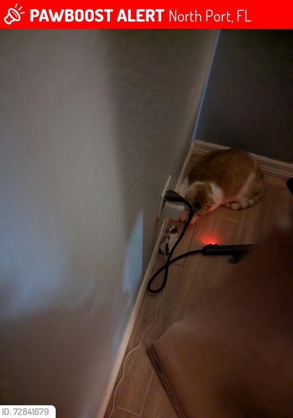 Lost Male Cat last seen Ida, North Port, FL 34286