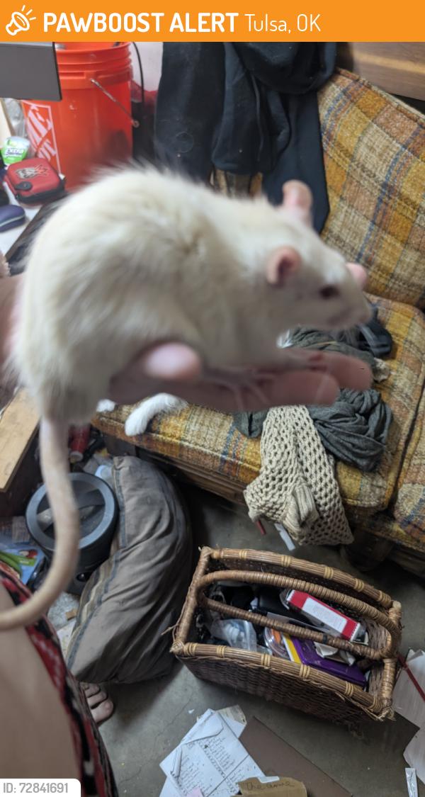 Found/Stray Male Other last seen 11th and 129th, Tulsa, OK 74128